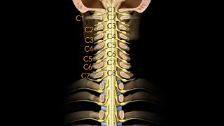 Spinal cord Segmentation [upl. by Ttsepmet100]