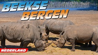 Safaripark Beekse Bergen Hilvarenbeek Nederland [upl. by Monetta]