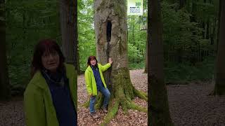 11000 Arten leben im Steigerwald – lerne sie kennen [upl. by Natalia]