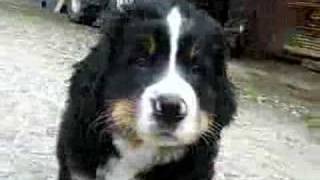 Berner Sennenhund welpen  Bernese Mountain Dogs Puppies [upl. by Stockton892]