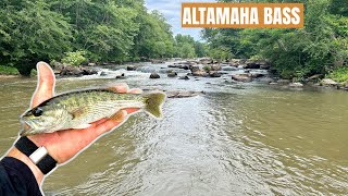 Altamaha Bass  Georgia Bass Slam 2023 [upl. by Nanor]