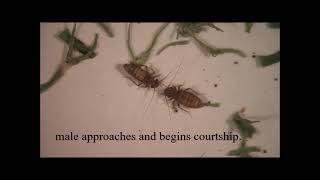 Courtship in Neolepolepis occidentalis Video 1 [upl. by Haidebej]