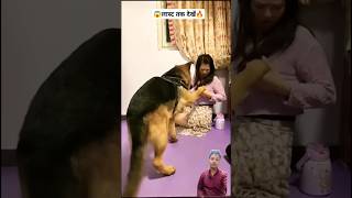 Dog is Crazy for this smartpet funny funnyanimal funnydog [upl. by Gschu]