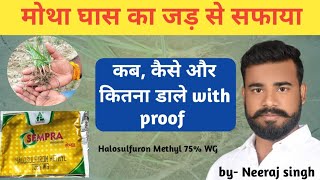 dhanuka ka sampra herbicide  मोथा घास की परमानेंट छुट्टी  how to use sampra herbicide  byneeraj [upl. by Ilohcin548]