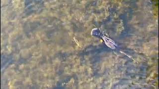 Anhinga bird Swimming Underwater wildlife birds [upl. by Maryanna]