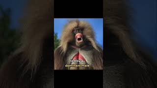 Meet the Gelada Baboon The Living Fossil animals baboon nature [upl. by Ellasal]