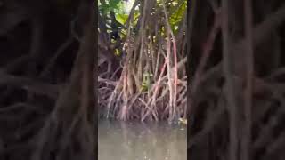 Mangroves plants  Pneumatophores  Halophytes [upl. by Bergerac]