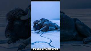 Scientist Found 50000 Years Old Buffalo  Blue Babe sciencefacts [upl. by Atnohs316]