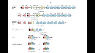 Immunogenetics part 4 [upl. by Chamberlain]