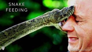 An Introduction to the Biology of Snakes [upl. by Ateuqahs500]