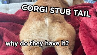 CORGI STUB TAIL the history behind it [upl. by Willman5]