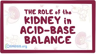 The role of the kidney in acidbase balance  renal physiology [upl. by Swithin]