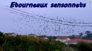 ETOURNEAUX SANSONNETS rassemblement [upl. by Droffats]