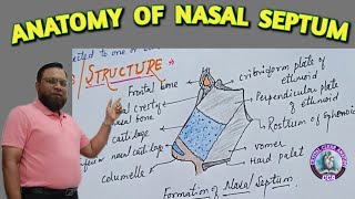 ANATOMY OF NASAL SEPTUM । MEDIAL WALL OF NOSE। LITTLES AREA [upl. by Aneram]