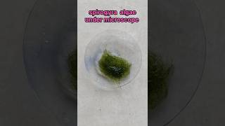 spirogyra algae under microscope experiment shorts biology scienceexperiment [upl. by Labina319]