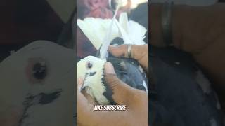 Kala Dobaz lucknowkabutarmandi highflyingpigeon pigeon kaldumakabootar shortvideo [upl. by Avot836]