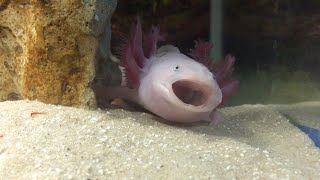 Tired Axolotl Takes An Adorable Yawn [upl. by Hadsall458]