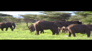 Elephant Stampede Serengeti [upl. by Eirrotal]