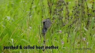 Brood Parasitism Grey Bellied Cuckoo lays eggs in nest of Prinia who intern incubate amp raise chicks [upl. by Moffat]