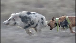 quotWild Boar Expedition Chasing 400 in Western NSW part 2 Wild Boar Hunting with Dogsquot [upl. by Floss]