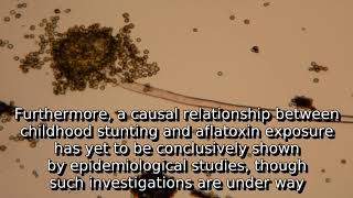 Learn about aflatoxin  what is aflatoxin [upl. by Bevvy]