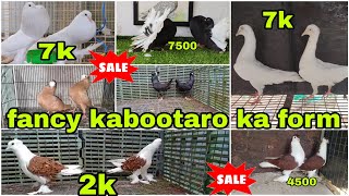 frillback top quality 😍 Lahori Siraji Maltese 🐣 Mukhi king Belgium fantail fancy kabootar pigeon [upl. by Terrab]