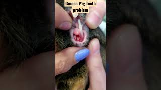 Whats Wrong With My Guinea Pigs Teeth [upl. by Lomasi637]