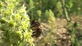 Abeilles butinant des fleurs de Réséda Reseda lutea [upl. by Laup]