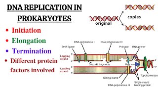 DNA replication in Prokaryotes Initiation Elongation Termination and summary [upl. by Disharoon]