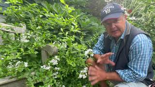 White Plumbago [upl. by Aehs662]