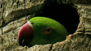 Rose Ringed Parakeet  Their Sweet Home  Nest [upl. by Helfant353]