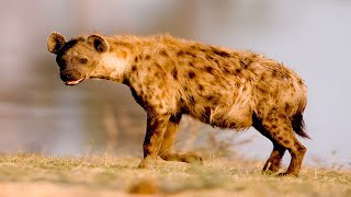 Hyena  The Laughing Predator of Africa  Documentary [upl. by Rexanne]