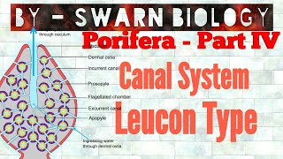 Canal System in Porifera  Leucon Type Canal System [upl. by Agamemnon]