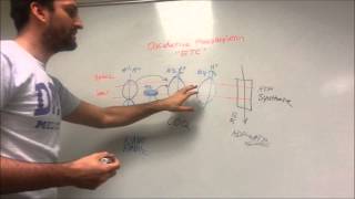 Oxidative Phosphorylation made easy [upl. by Loree498]