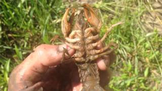 How to dig up a crayfish [upl. by Nilla]