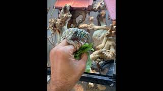 Ornate Uromastyx Jumped onto my Hand to Feed [upl. by Solange]