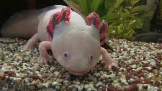 Axolotl ein wundersames Tier [upl. by Ramad223]