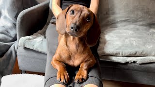 What does a mini dachshund think about [upl. by Anima936]