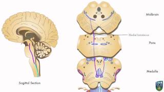 AXON Dorsal Column Pathway Fine Tactile Sensation Conscious Proprioception from Foot 2 of 9 [upl. by Giacopo100]