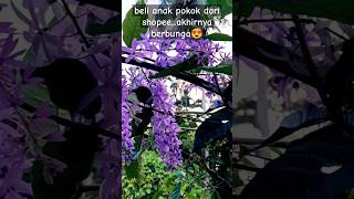 Sandpaper vine Petrea Volubilis gardening slowliving [upl. by Nnylecyoj]