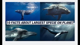 quot10 Amazing Facts About the Antarctic Blue Whalequot [upl. by Nata678]