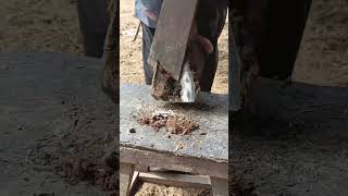 This hollow donkey hoof Take out a large amount of impurities [upl. by Cudlip]