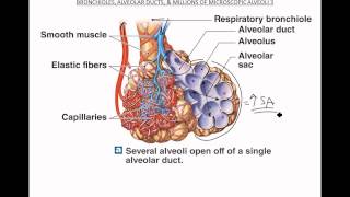 Bronchioles Alveoli Respiratory Membrane [upl. by Devlin]