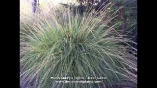 Muhlenbergia rigens  Deer Grass [upl. by Aniles]