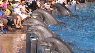 Dolphin Days Full Show at SeaWorld San Diego on 83015 [upl. by Hilton]