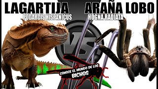 LAGARTIJA VS ARAÑA LOBO [upl. by Suhsoj]