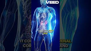 Understanding anatomy of kidney science study anatomy kidney [upl. by Derwin213]