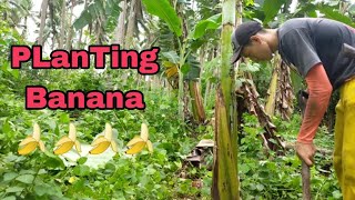 Planting Banana  Marinduque  Vlog768 [upl. by Loy]