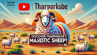 Discover THARPARKARs Majestic Sheep [upl. by Porush]