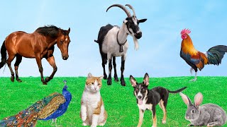 Natural Animal Sounds  Dog Horse Peacock Rabbit Goat Chicken  Animal World [upl. by Caldera]